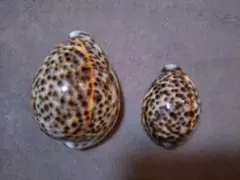 ホシダカラ　貝殻　2個セット　タカラガイ科　宝貝　インテリア　アンティーク