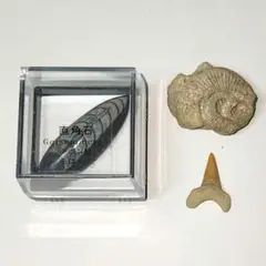 化石 3点セット