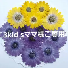 押し花素材　オステオスペルマム