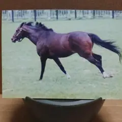 トウカイテイオー生写真