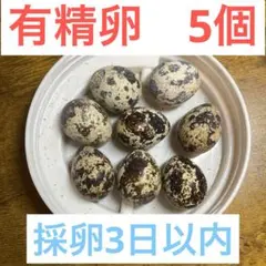 有精卵　並ウズラ　5こ