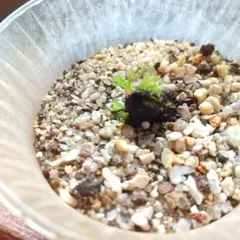 かめさまページ 天然苔八ヶ岳産～ヒカリゴケ～ かめさま様 専用ページ 天然苔八ヶ岳産～ヒカリゴケ～ - メルカリ