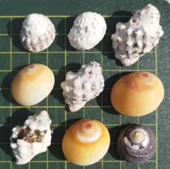 貝殻　セット ヤドカリ　9個ミックス【122】
