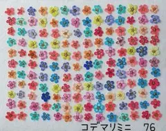 コデマリミニ　押し花76