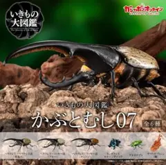 いきもの大図鑑 かぶとむし07