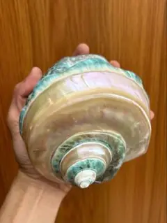 大形　夜光貝　15.5cm 577g