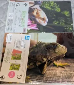 一番くじ　爬虫類＆両生類　クリアファイルセット①