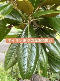 タイサンボクの葉300枚