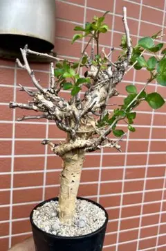 コミフォラ ストックシアナ / Commiphora stocksiana / 発根済み