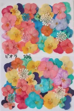 ビオラ押し花　106