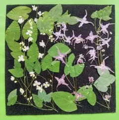 イカリソウ2種✽野草✽押し花素材✽和の風景に最適✽ふしぎな花倶楽部✽メルカリ便