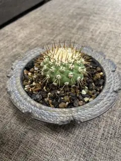 コピアポア コルムナアルバ 孤竜丸 goujin 鉢つき botanize
