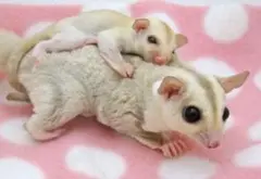 A4 クリミノフクロモモンガ/動物/アートパネル