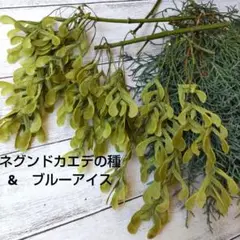 ドライフラワー詰合せ②ネグンドカエデの種（房状）・ブルーアイス