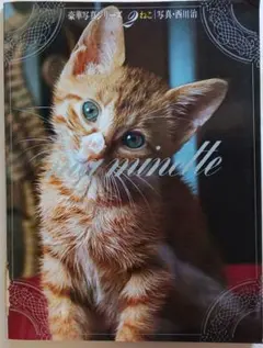 「ma minette 豪華写真シリーズ・2　ねこ」写真・西川治(1866)