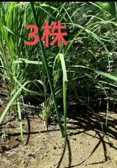 レモングラス 3株