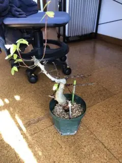 コミフォラ カタフ ターカネンシス 塊根植物 インテリア 発根済