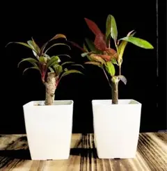 観葉植物 コルジリネ・ターミナリスパープルコンパクタ 8号鉢 120センチ 現物 Amazon｜観葉植物 コルジリネ ターミナリスパープルコンパクタ 8