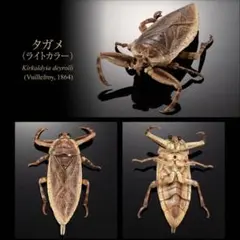 いきもの大図鑑　タガメ　ライトカラー　オンライン版