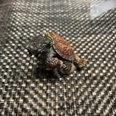 ミニコレクション　カメ01 マタマタ