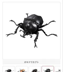かぶとむし04 オキナワカブト