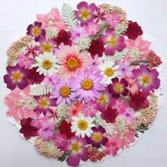 押し花素材　暖色系のお花