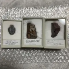 化石まとめ売り