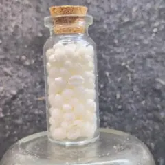 貝殻No731