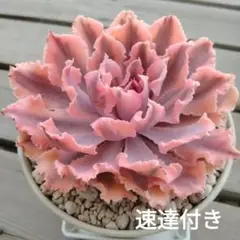【速達付】32 ピンクフリル錦　別名→フィレンツェ錦　輸入苗　多肉植物 2025年最新】フィレンツェ 多肉の人気アイテム - メルカリ