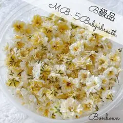 MB-5かすみ草ドライフラワーB級品