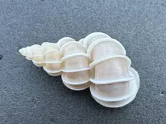 貝標本　70.7mm超特大　オオイトカケガイ 貝標本 70.7mm超特大 オオイトカケガイ - メルカリ