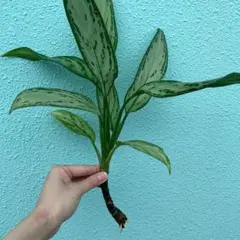 SALE!♦根っこ付き♦観葉植物 宮古島 アグラオネマ 初心者向き