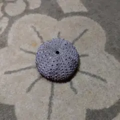 ウニの殻