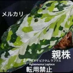 専用　アグラオネマ ピクタム ラプラス  　ス同梱 m97373058891_1.jpg?1743329158