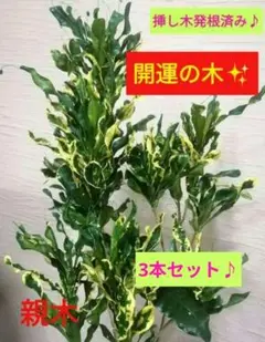 2025年最新】クロトン 飛び葉の人気アイテム - メルカリ