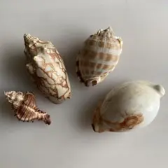 タカラガイ他貝　4個セット