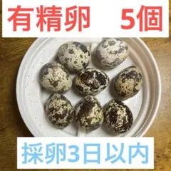 有精卵　並ウズラ　5こ
