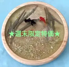 ★週末限定特価★ 金魚と水草　レジンオブジェ