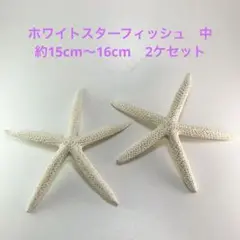 NO.67 ホワイトスターフィッシュ　中　2ケセット