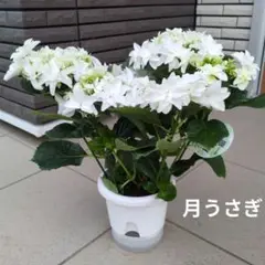 2025年最新】紫陽花 茜雲の人気アイテム - メルカリ