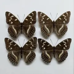 蝶標本　北海道産オオイチモンジ3♀    大型81mm1♀と74mm2♀ 人気が高い 蝶標本 北海道産オオイチモンジ3♀ 大型81mm1♀と
