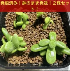 発根済みケラリアピグマエア美株‼️【美樹・美葉・丸葉】 発根済みケラリアピグマエア美株‼️【美樹・美葉・丸葉】 - メルカリ