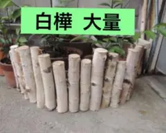 白樺 メルカリ5センチの箱に入るだけ大量1100円→1000円数量限定