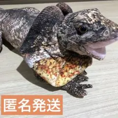 爬虫類リアルぬいぐるみ　エリマキトカゲ