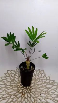 ザミア　フロリダーナ　8号鉢つき　10頭❗ 現品］ザミア フロリダーナ 蘇轍 観葉植物 大型 セラアート鉢 8