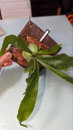 ビカクシダ ネザーランド