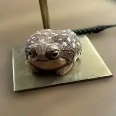 アクアプラント　フクラガエル　根付け