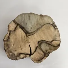 黒柿　輪切り