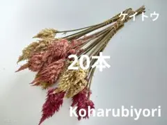 ケイトウ ドライフラワー 20本