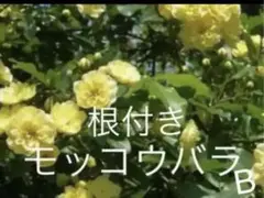モッコウバラ 黄色 B苗